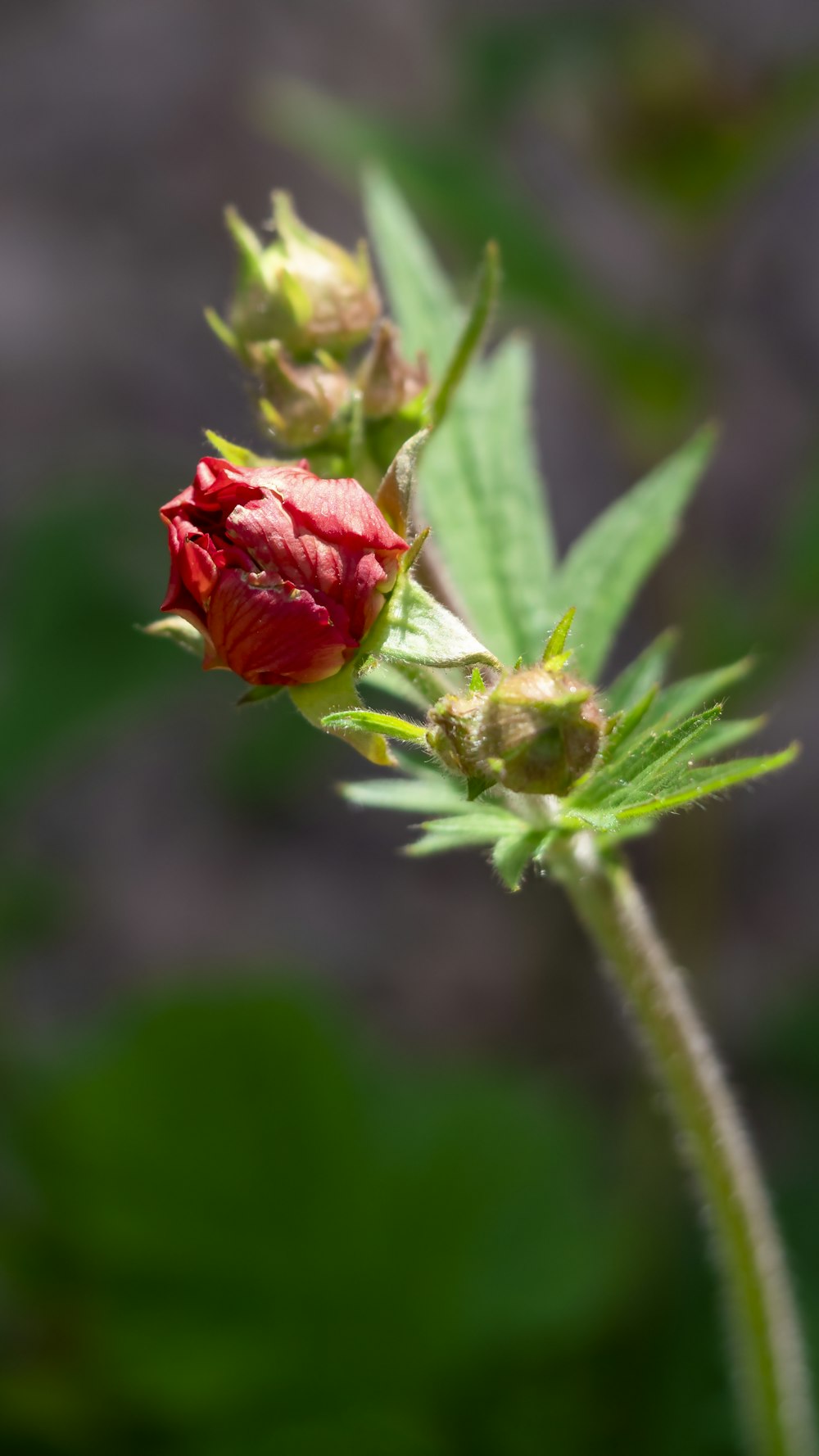 a red flower bud on a green stem