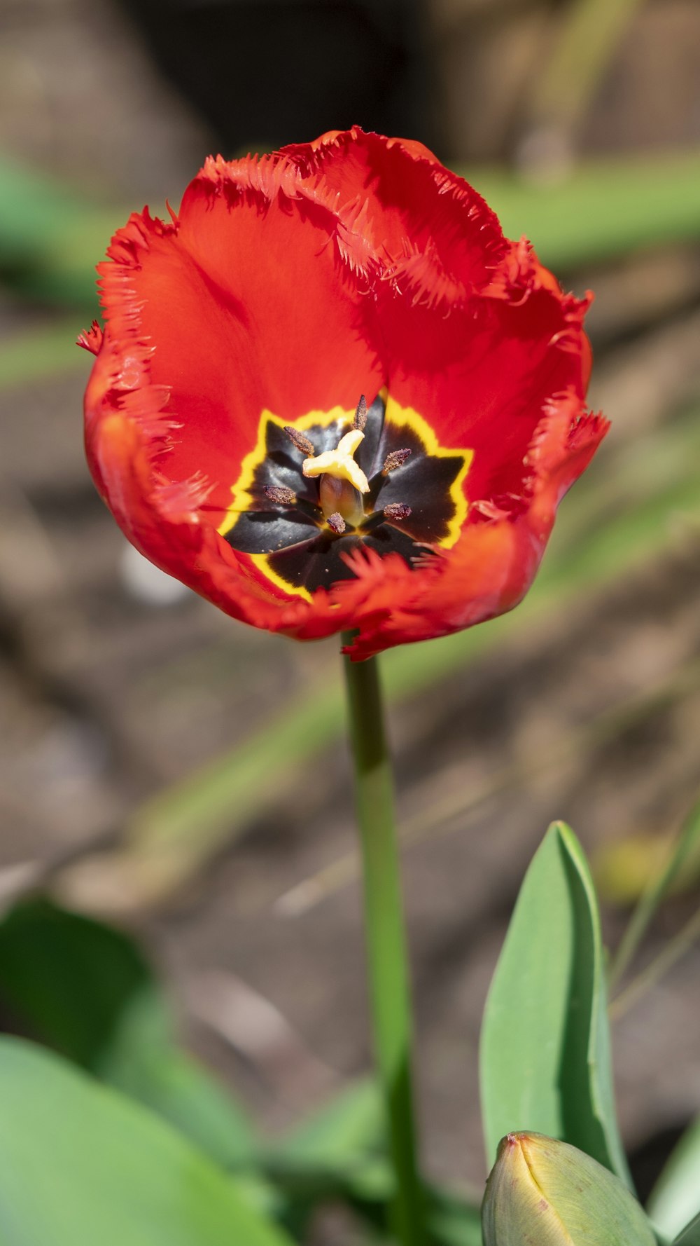 a close up of a red flower with green leaves