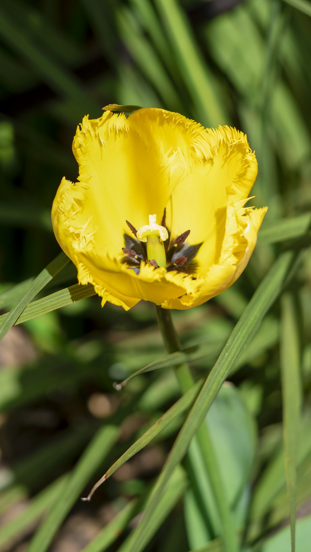 a close up of a yellow flower in a field