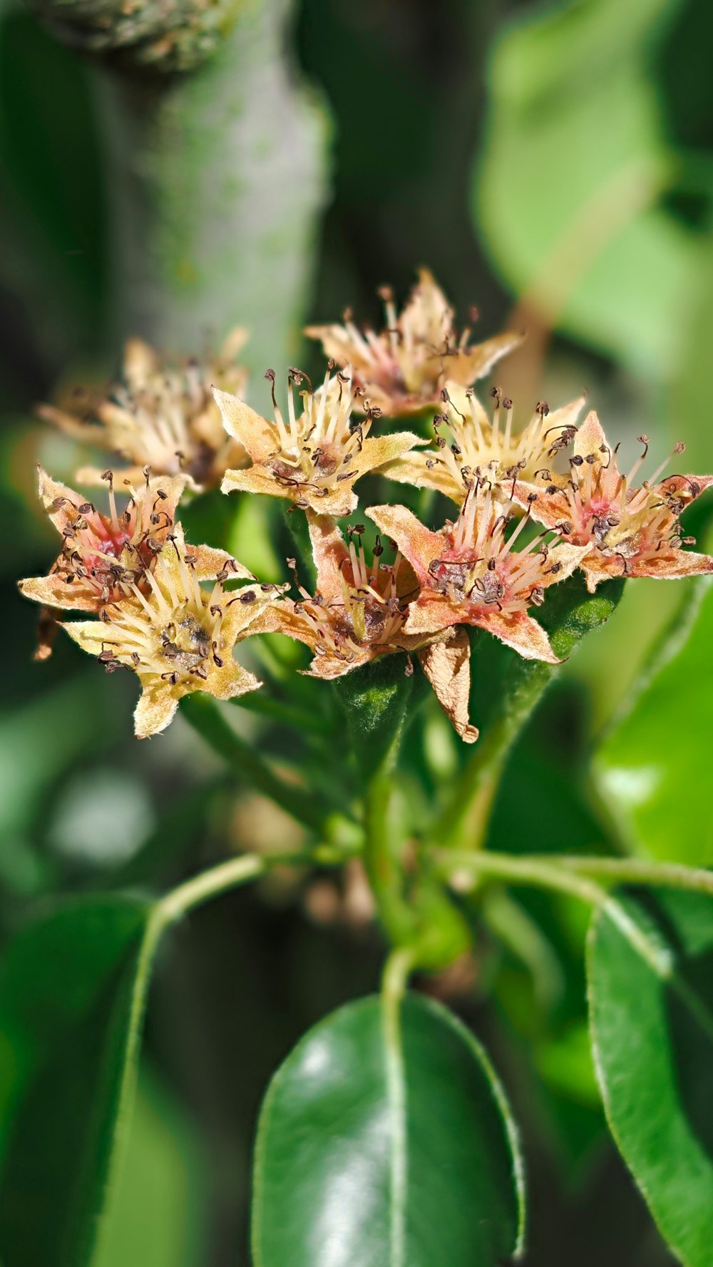 a close up of a flower on a tree