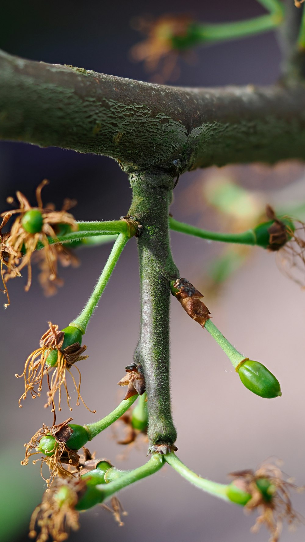 a close up of a tree branch with buds