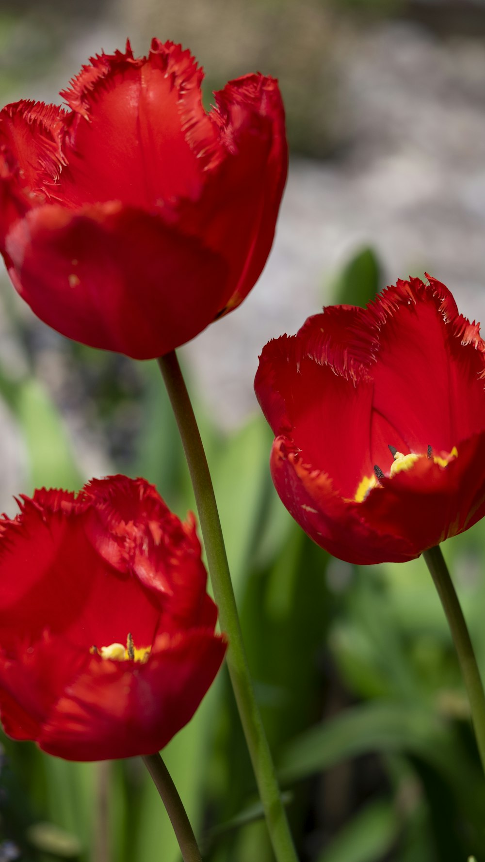 a close up of three red flowers near one another