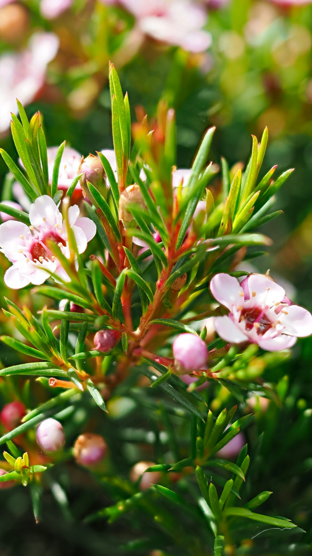 a close up of a tree with pink flowers