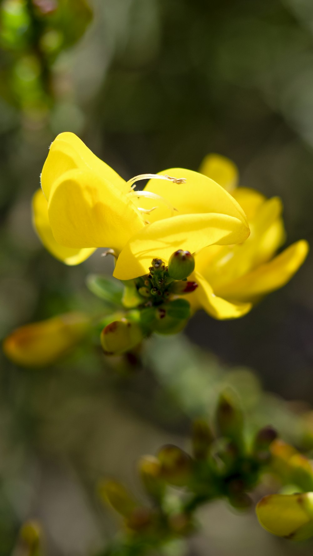 a close up of a yellow flower on a tree