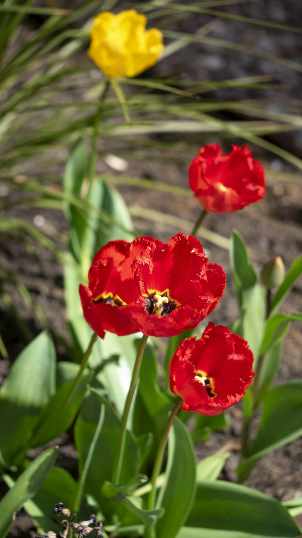 a group of red and yellow flowers in a garden