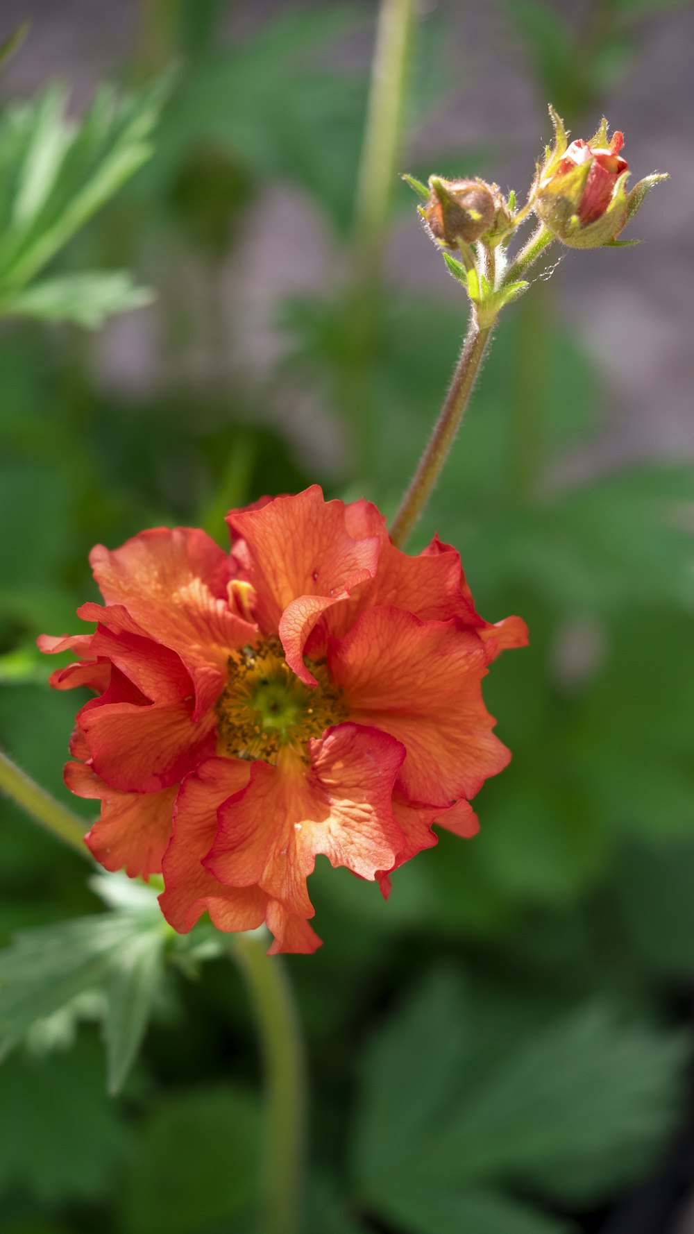 a red flower with green leaves in the background