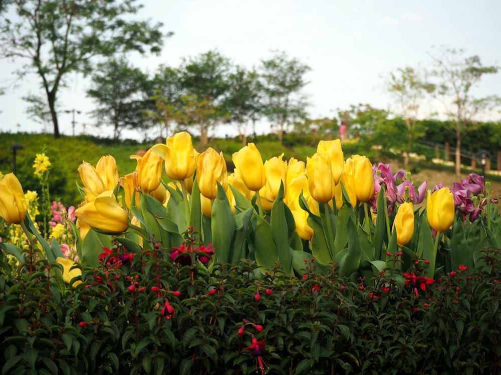 a field of yellow tulips and other flowers