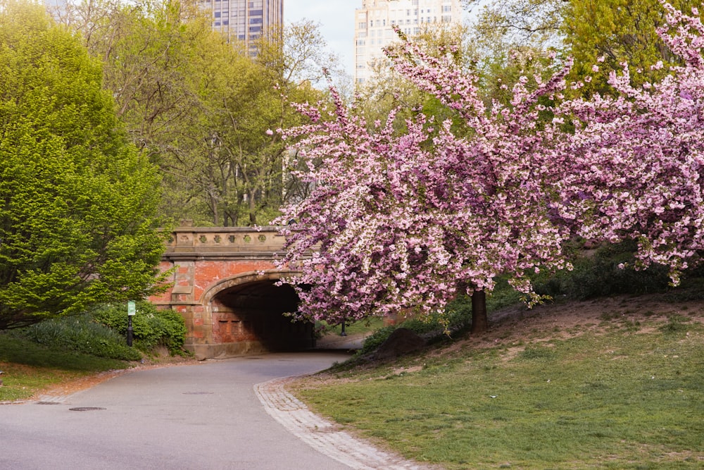 a tunnel in the middle of a park with trees in bloom