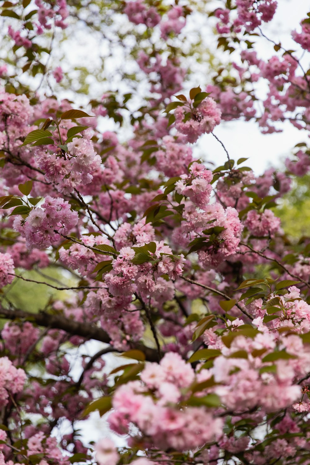 a tree filled with lots of pink flowers