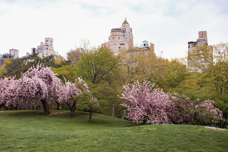 Pink-flowering cherry trees on a grassy slope in Central Park in spring, with trees in fresh pale green leaf and the apartment towers of Central Park West rising behind