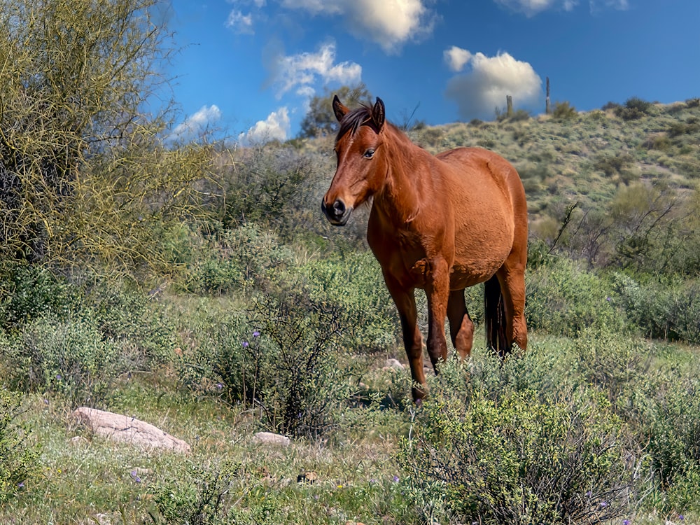 a brown horse standing on top of a lush green field