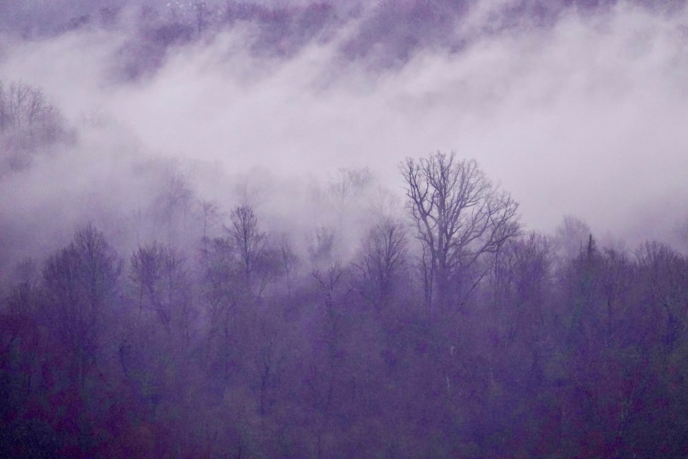 a foggy forest with trees in the foreground