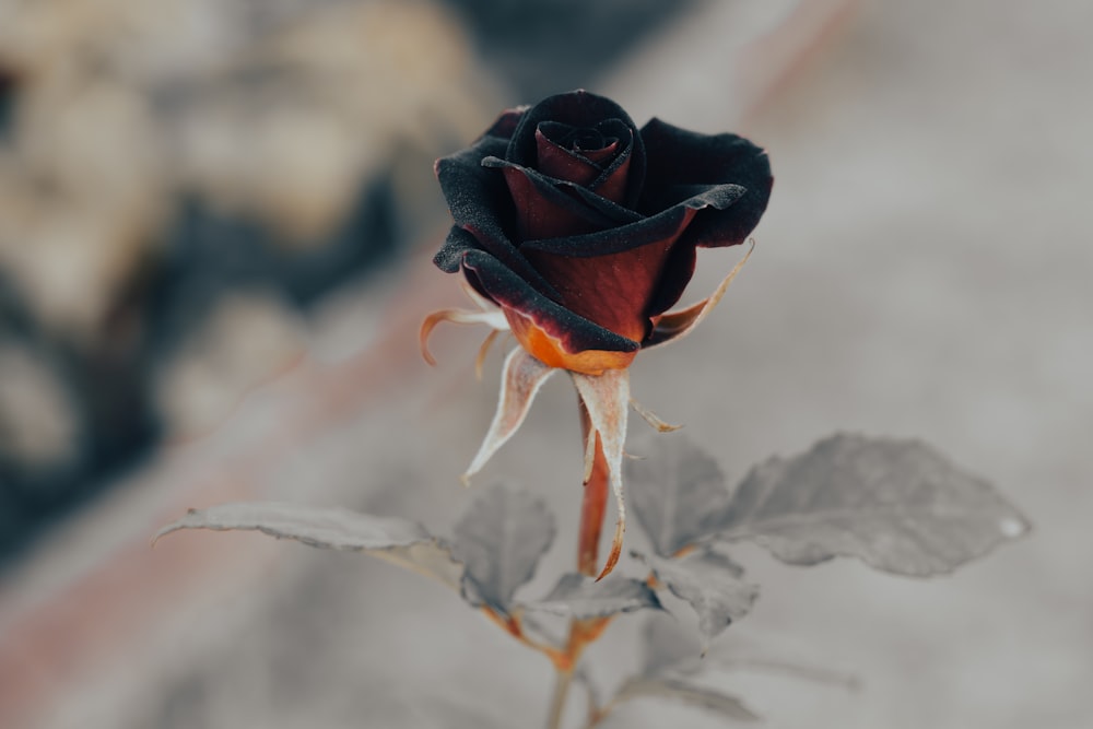 a close up of a single flower with a blurry background