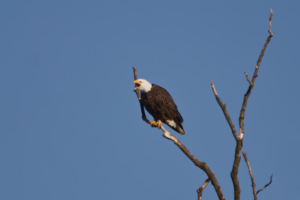 a bald eagle perched on top of a tree branch