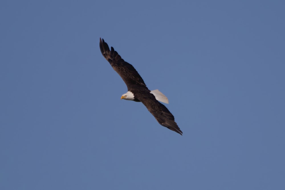 a bald eagle soaring through a blue sky