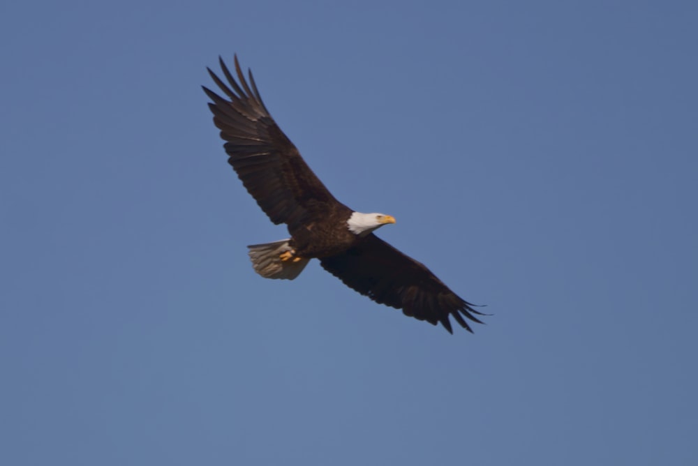a bald eagle soaring through a blue sky