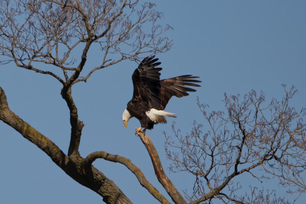 a bald eagle perched on top of a tree branch