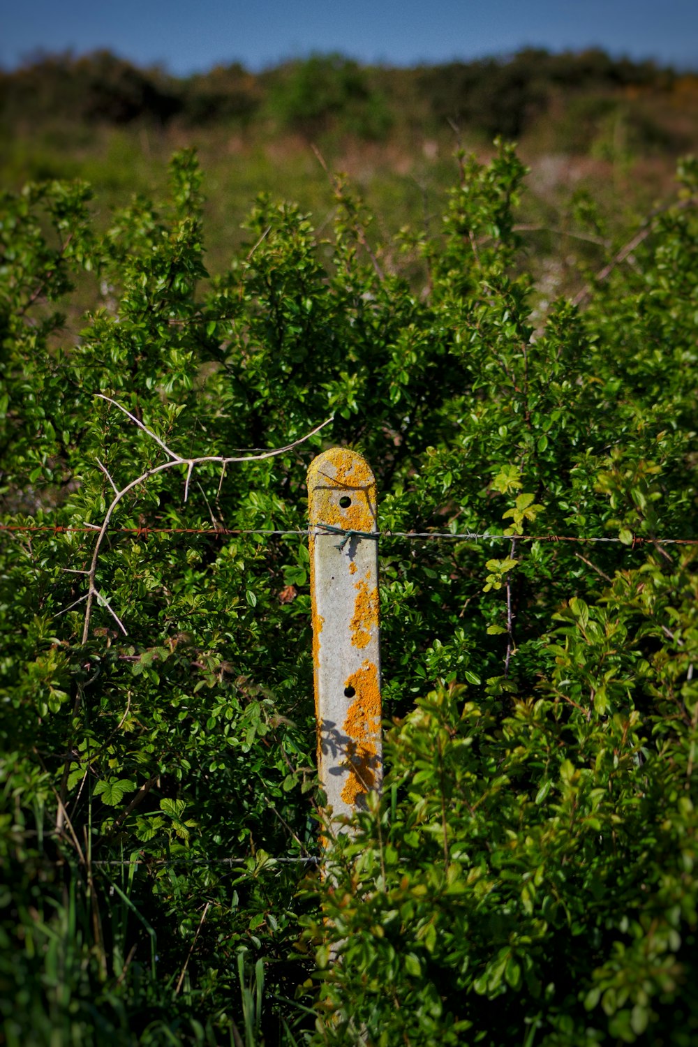 덤불 한가운데에 있는 낡은 녹슨 기둥