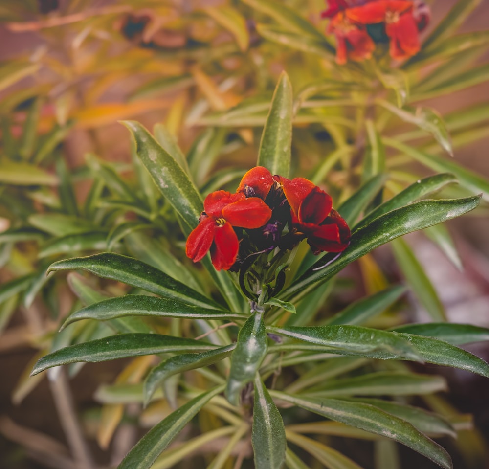 a close up of a plant with red flowers