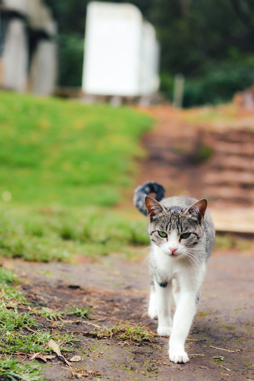 a grey and white cat walking down a dirt road