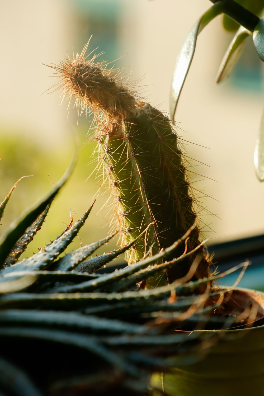 a close up of a small cactus in a pot
