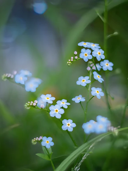 A bunch of small blue flowers in the grass.