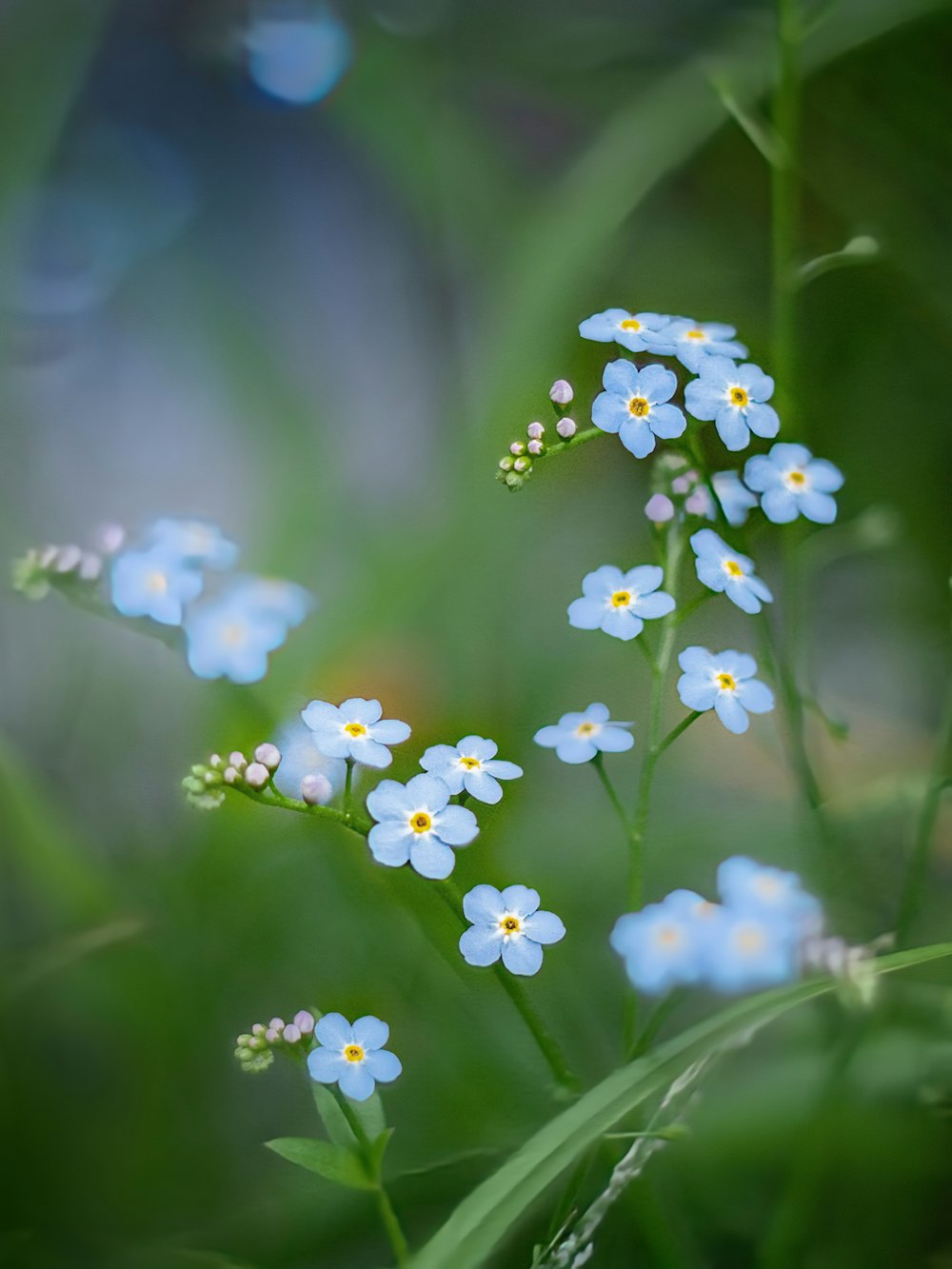 a bunch of small blue flowers in the grass