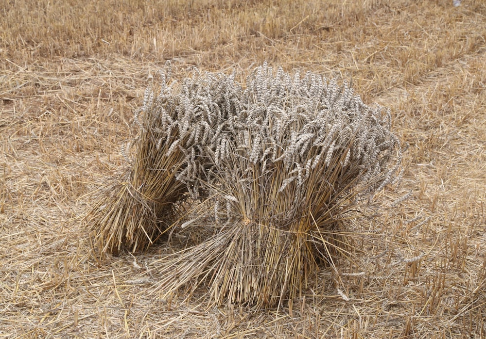 a field with a bunch of dry grass in it