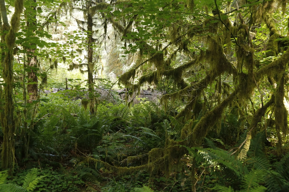 a lush green forest filled with lots of trees