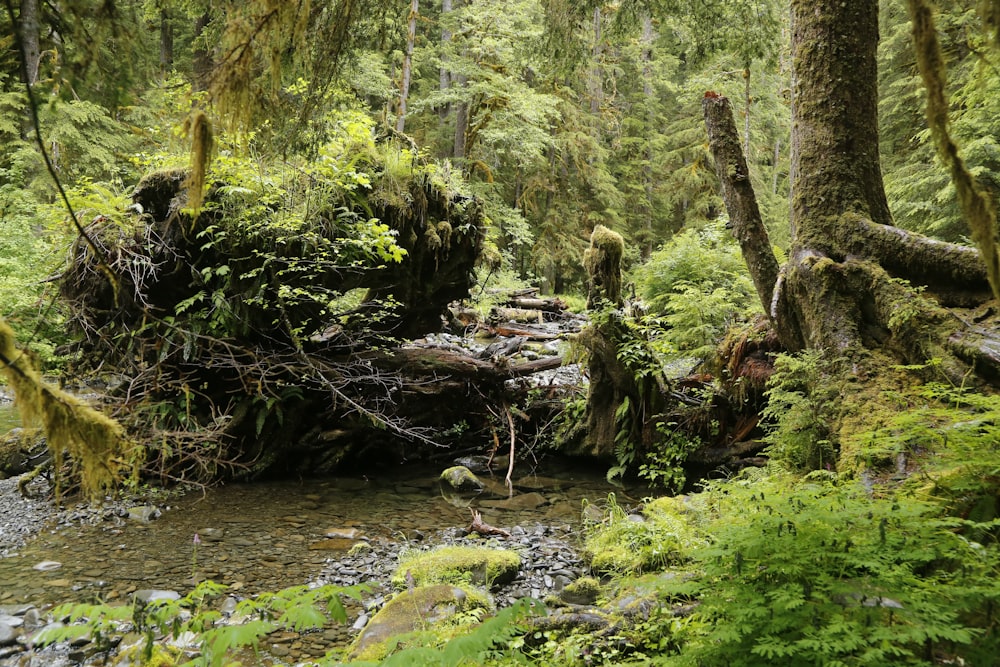 a stream running through a lush green forest