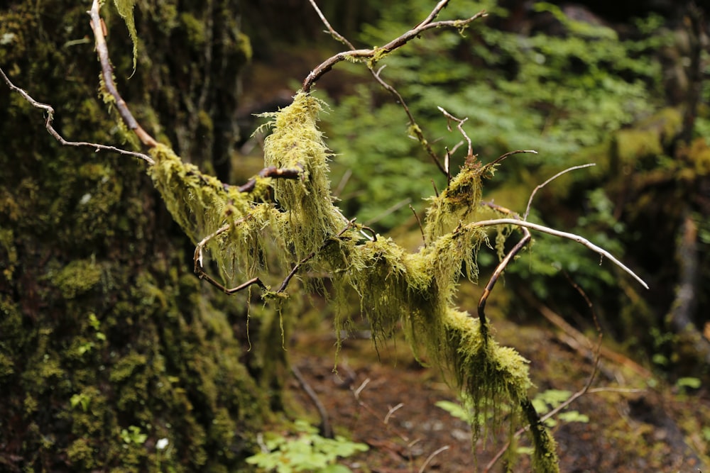 a moss covered tree branch in a forest