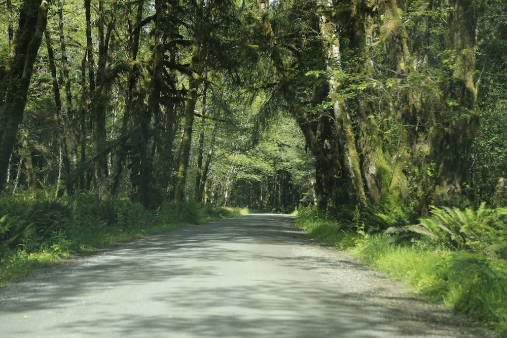 a car driving down a tree lined road