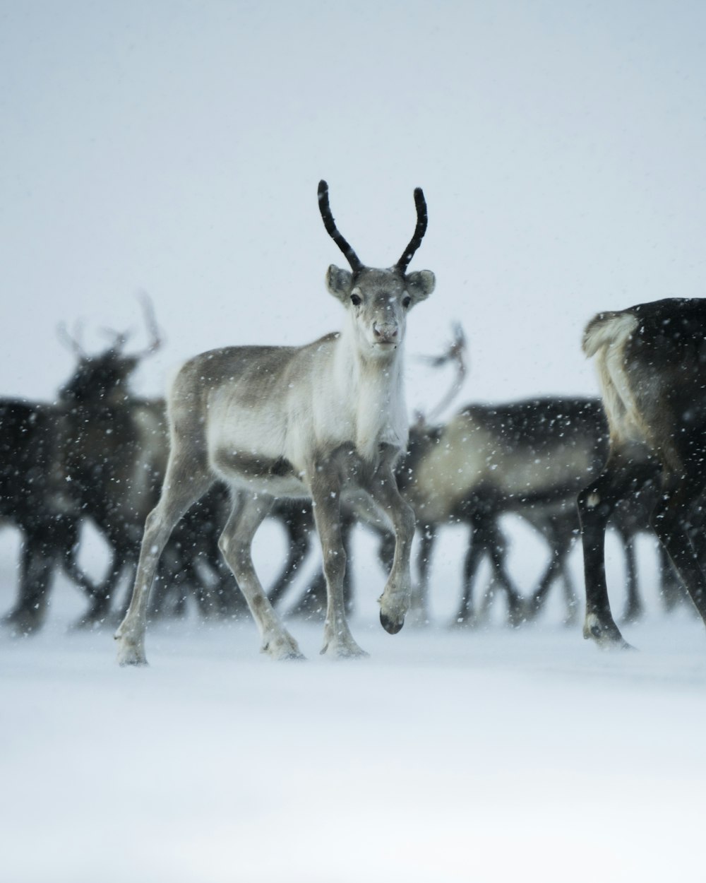 a herd of deer walking across a snow covered field