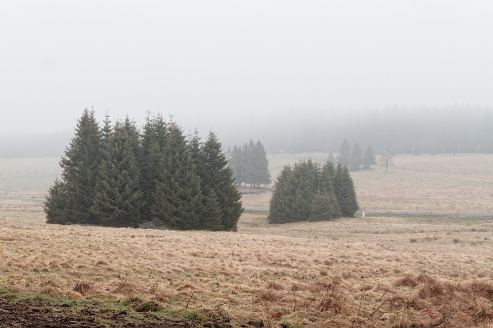 a foggy field with trees in the distance