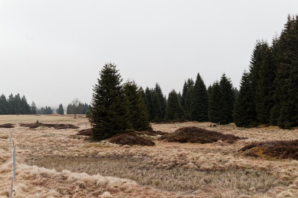 a field with a bunch of trees in it