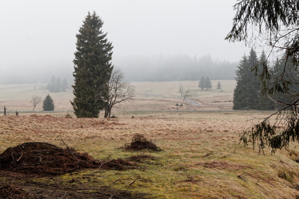 a foggy field with trees in the distance