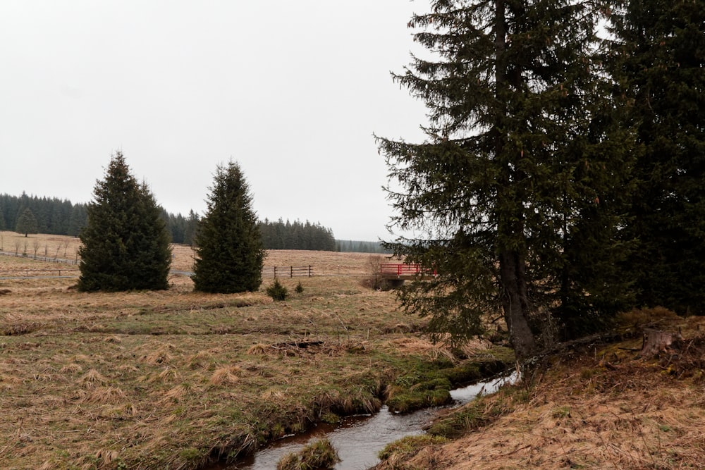 a stream running through a grass covered field