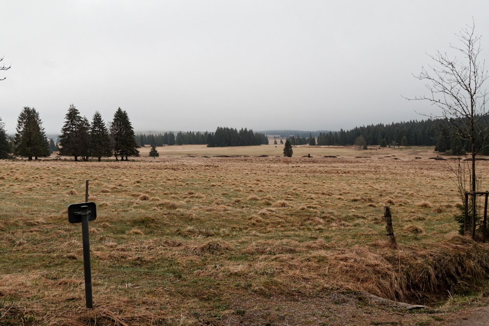 a large open field with trees in the background