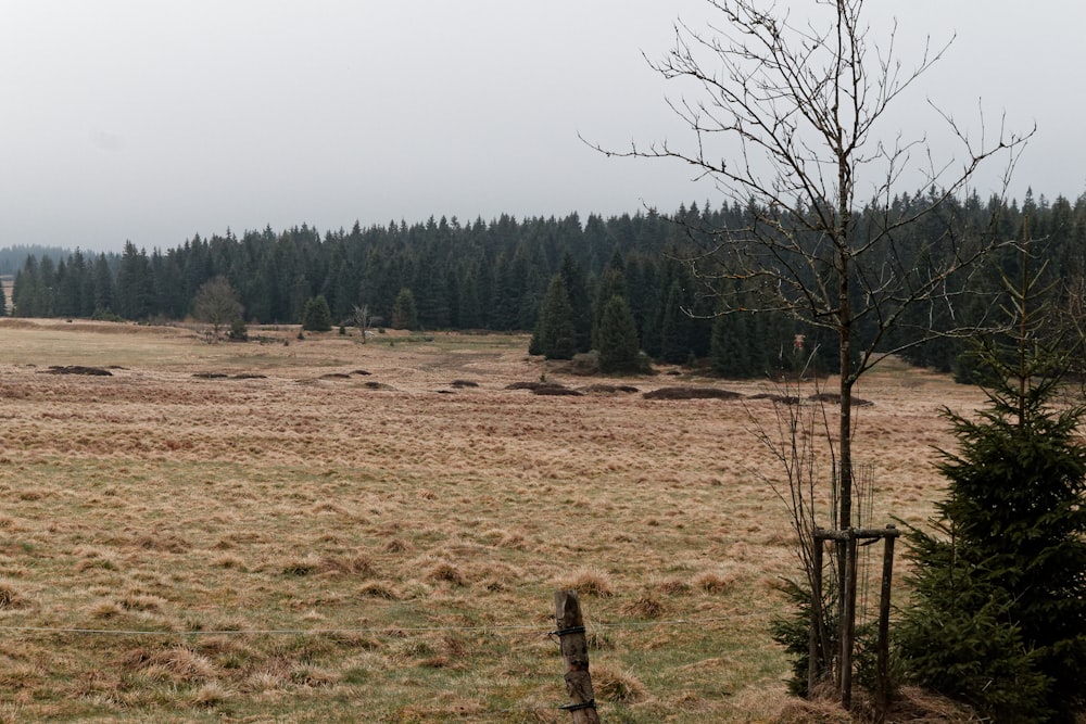 un campo con árboles y una valla en primer plano