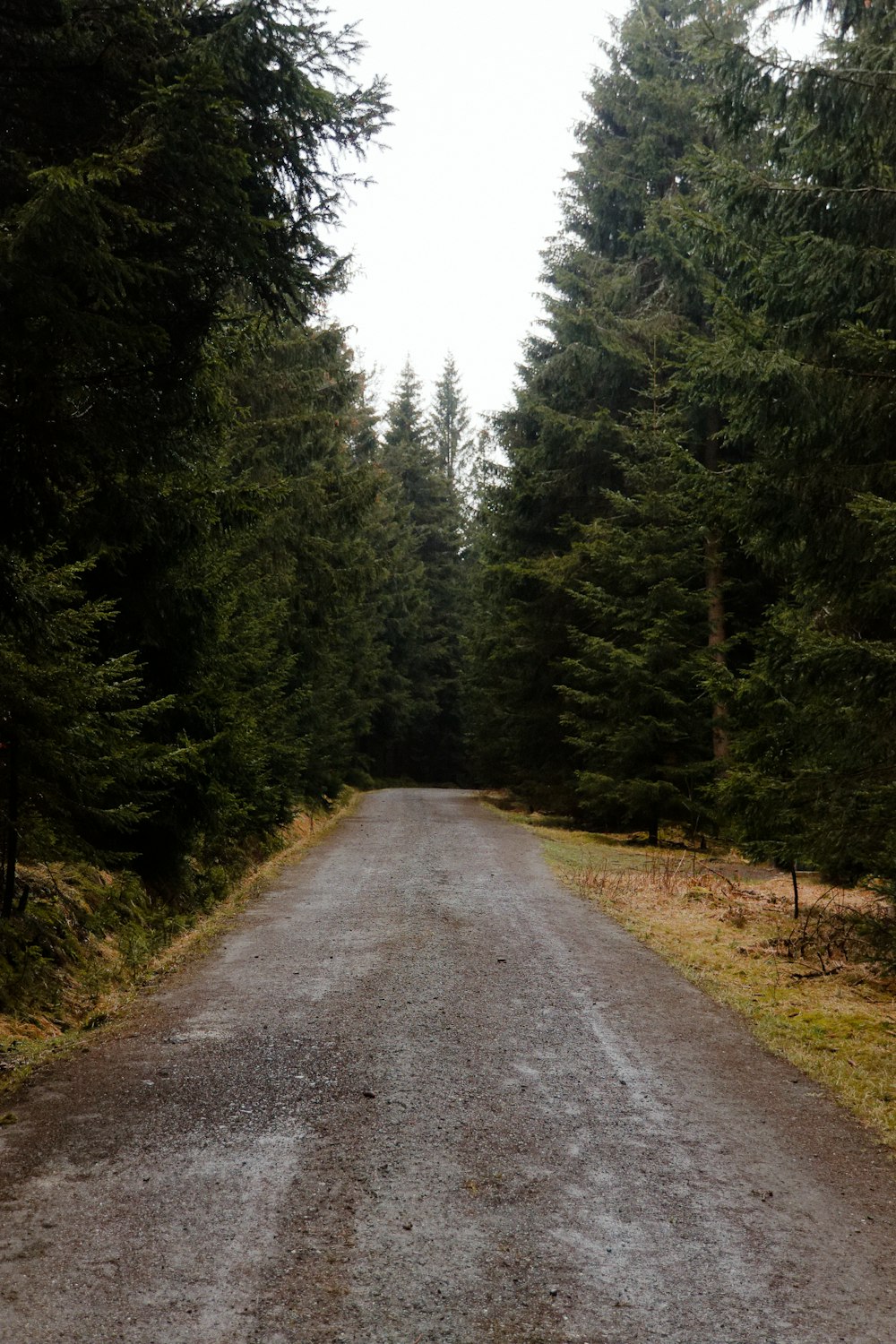 a dirt road in the middle of a forest