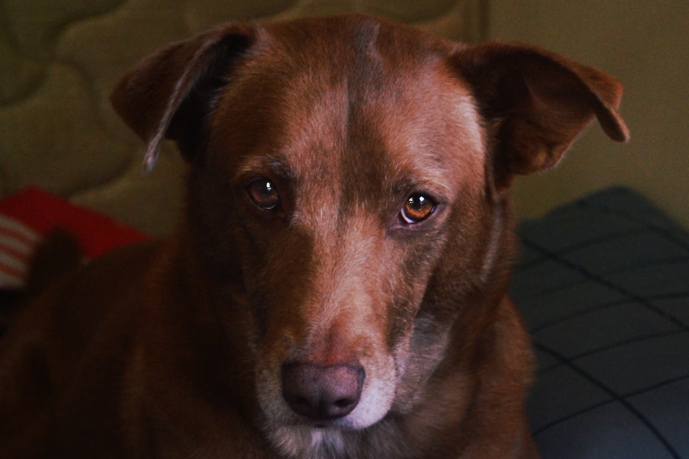 a brown dog sitting on top of a bed