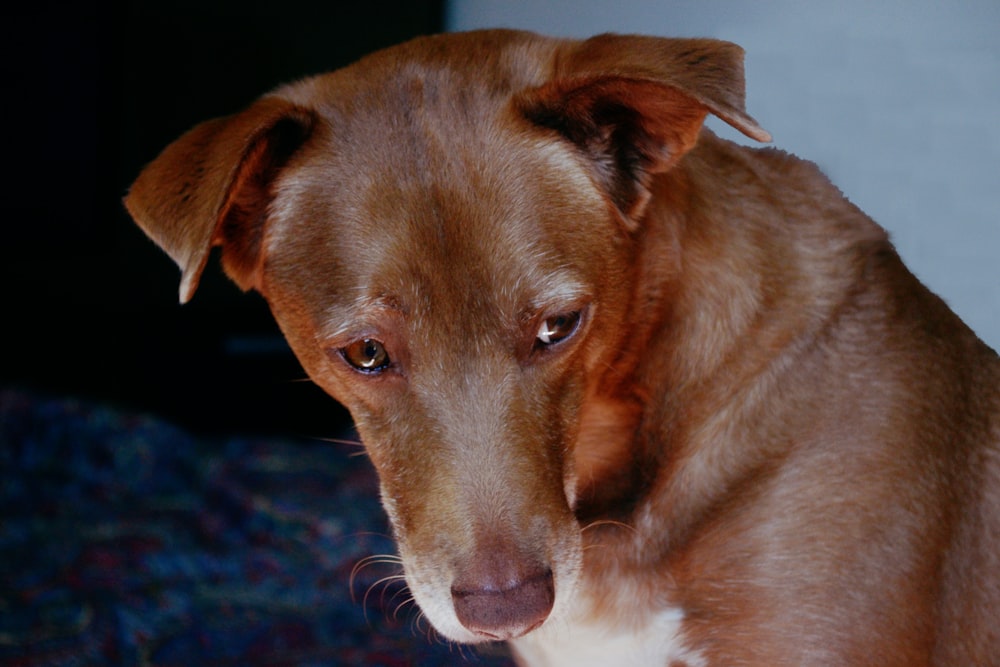 a brown dog sitting on top of a bed