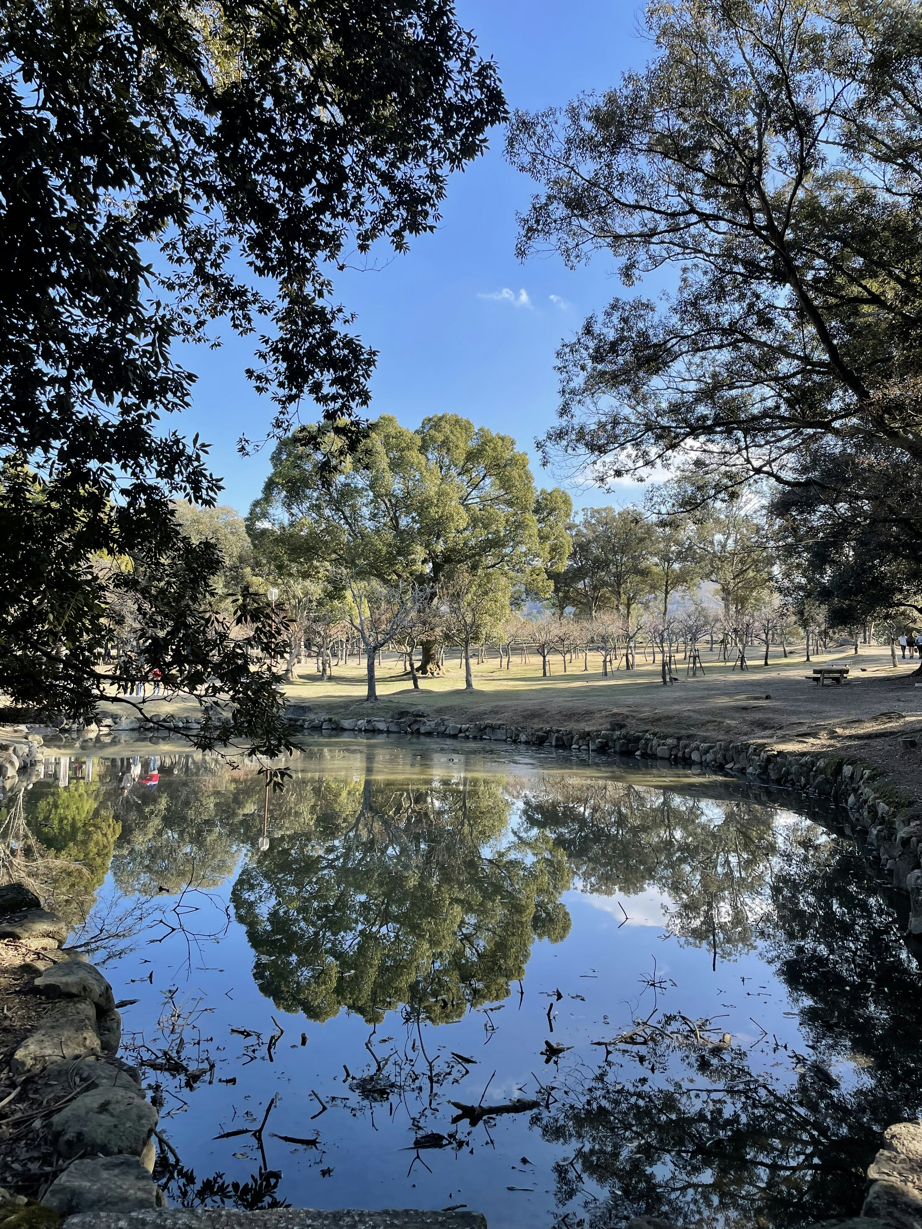 a pond surrounded by trees in a park