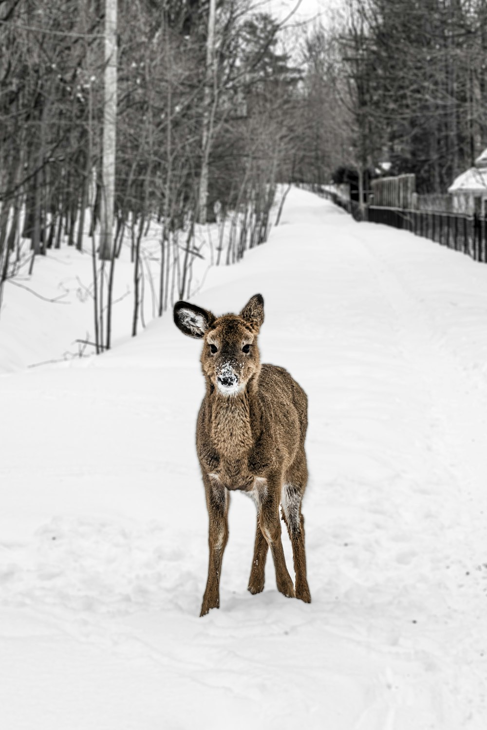 a deer standing in the snow near a fence