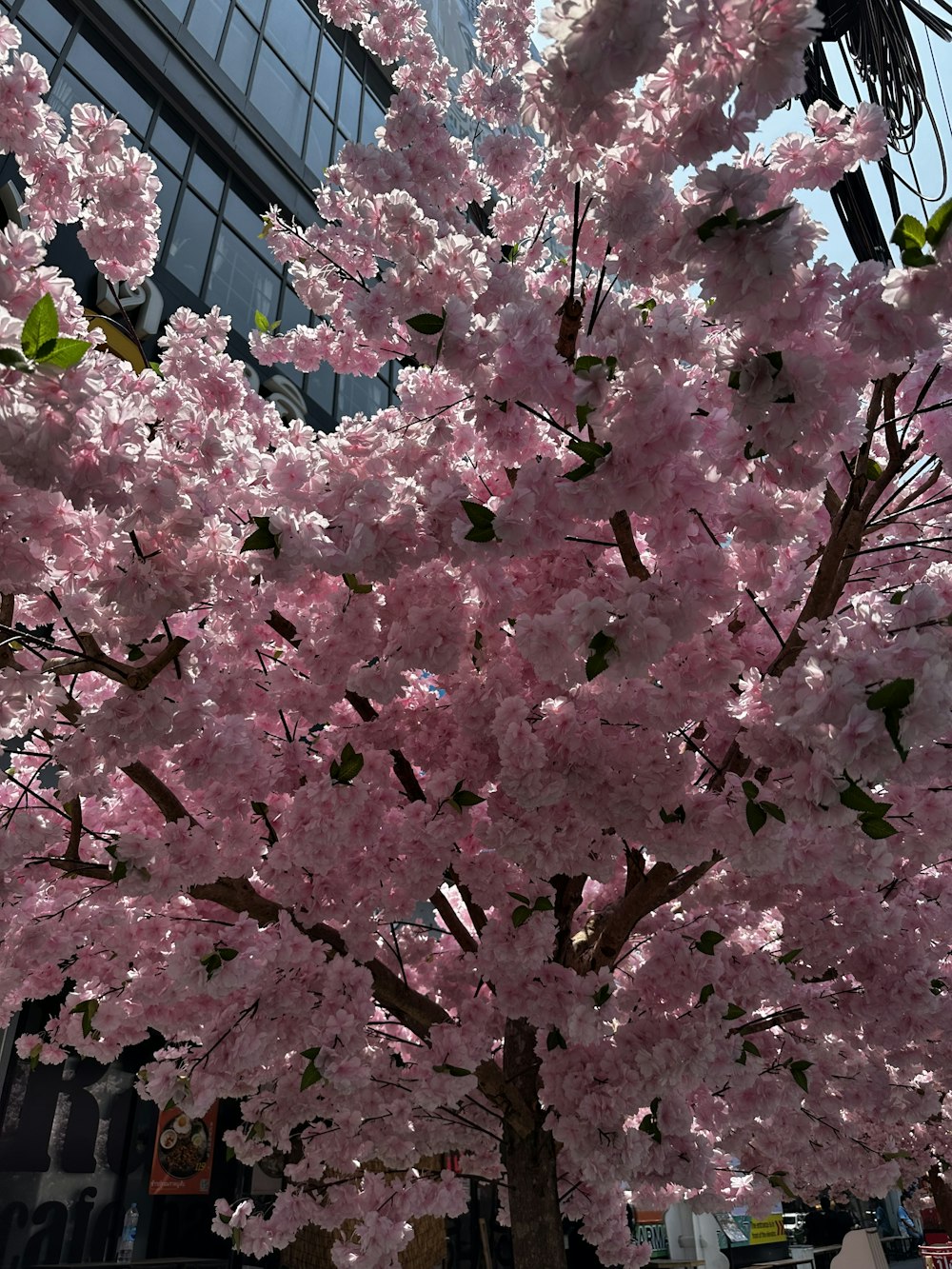 a tree with pink flowers in front of a tall building
