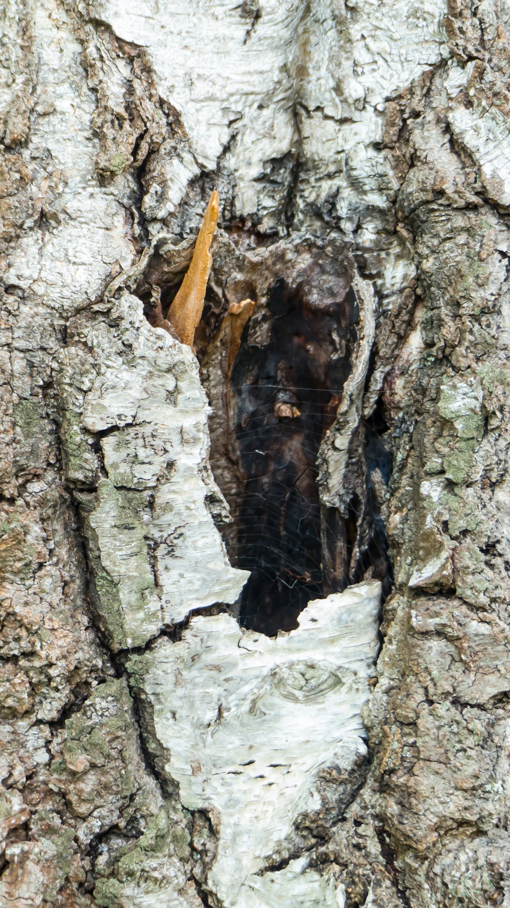 a tree with a hole in the bark