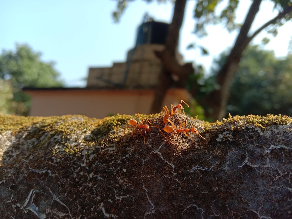 a close up of a small insect on a rock