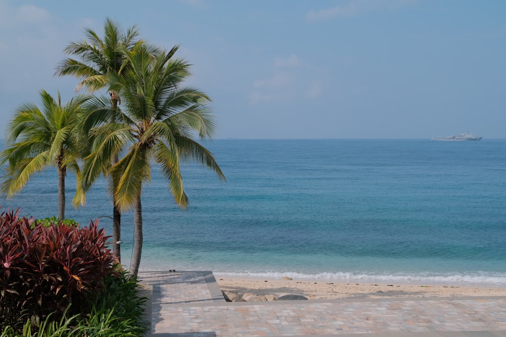 a palm tree sitting on top of a beach next to the ocean