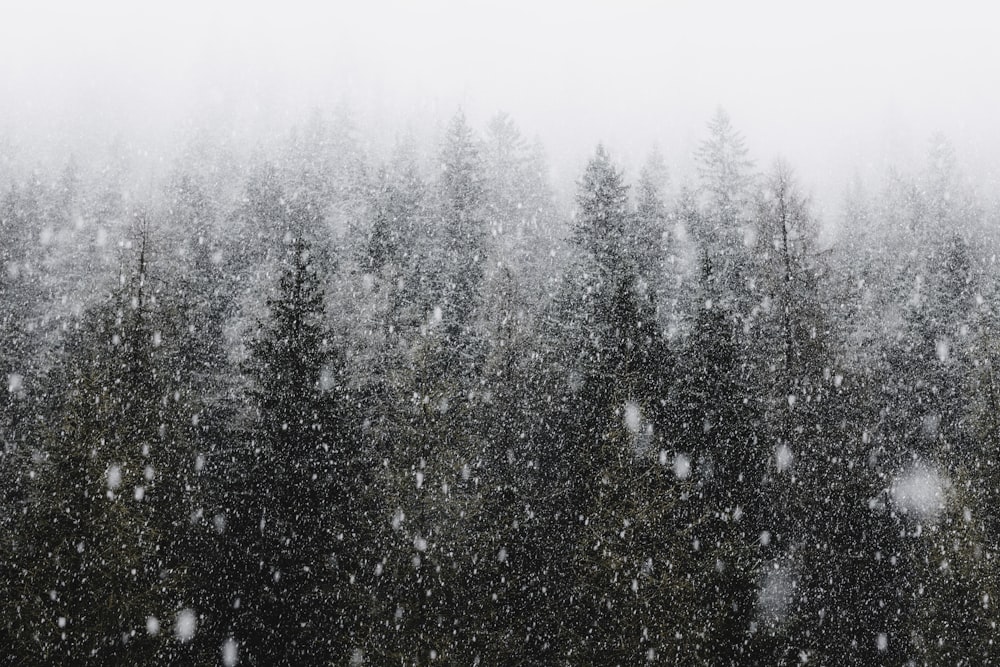 a snow covered forest filled with lots of trees