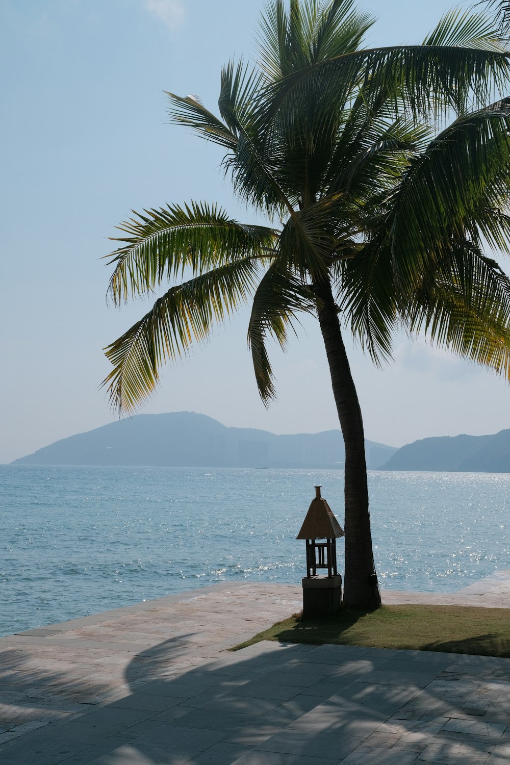 a palm tree and a bench on a beach